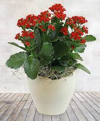 Buy live nursery plants online in india from planslive. Buy Kalanchoe Plant A Grade Red Flowers Live Plant Online Get 51 Off