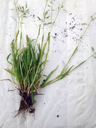 Image result for Poa annua