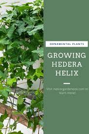 Hedera Helix How To Care For English Ivy In 2020 Hedera Helix Hedera Ivy Plant Indoor