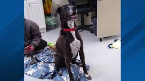 Learn more about franklin county dog shelter & adoption center in columbus, oh, and search the available pets they have up for adoption on petfinder. Dog At Ohio Animal Shelter For 7 Years Receives Hundreds Of Adoption Inquiries Wsyx