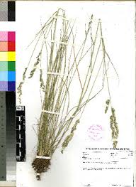 Image result for Eragrostis echinochloidea