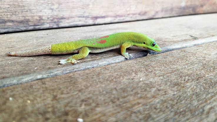 5 Reasons Day Geckos Make Excellent Pets - PetHelpful