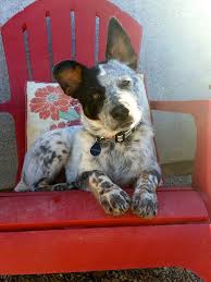 We did not find results for: 2nd Home Dog Boarding