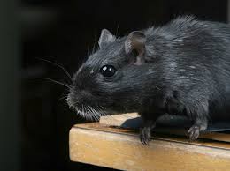 Rat poison is a dangerous toxin for dogs. 10 Best Rat Poisons In 2020 Ultimate Buyer S Guide And Reviews