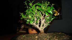 Ikea Bonsai Samen Anzucht Vermehrung Green24 Hilfe Pflege Bilder