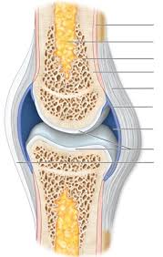 Each bone in your body is made up of three main types of bone material: Diagram Cross Section Of Bone Diagram Quizlet