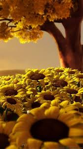 Fondos Girasoles Para Whatsapp Fondos Para Whatsapp Girasoles Fondos De Fondos De Whatsap Fondos De Pantalla Girasoles