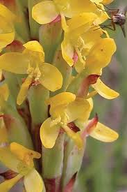 Image result for Disa woodii