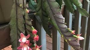 You can travel to website pertaining to acquire, examine cost along with go through assessment tendencies merely by exploring the specific. How To Take Care Of Sick Epiphyllum Or Orchid Cactus Youtube