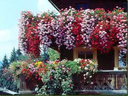 Si quieres colocar una planta, elige plantas. Balcon Florido Jardineria En Terrazas Plantas Colgantes Plantas De Exterior