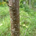 Image result for Ormocarpum zambesianum