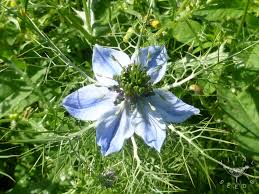Nigella, a diminutive of niger, or black, refers to the color of the seeds. Nigella Love In A Mist Organic Vital Seeds