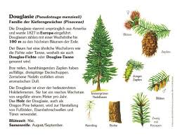 Für die gattung und die anderen arten mit gebräuchlichen namen, die douglasie oder douglasie. Douglasie Pflanzen Lehrtafeln Natur Im Bild Lehrtafeln Fur Natur Lehr Oder Lernpfade