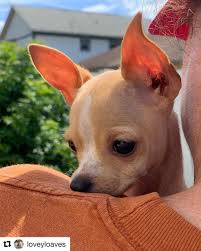 Iditarod trail sled dog race — this. Pin By Shararistich On Adorable Chihuahua Puppy In 2021 Chihuahua Puppies National Puppy Day Puppy Lover