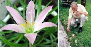 Zephyranthes X Flaggii In Pot In North Carolina And In Yard In Costa Rica Download Scientific Diagram