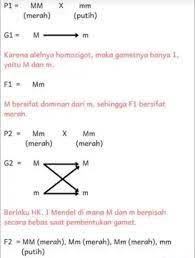 Jumlahnya dua kali kromosom sel kelamin. Contoh Soal Pembahasan Tentang Monohibrid Dan Dihibrid Brainly Co Id