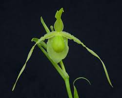 Image result for Dipcadi longifolium