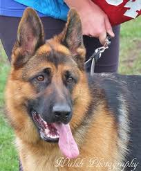 A german shepherd's neck is typically between 18″ and 24″. Beautiful German Shepherd Taken At The Combined Show In Ch Flickr