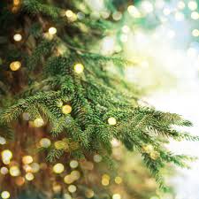 Albero Di Natale Quando Si Fa E Quando Si Toglie