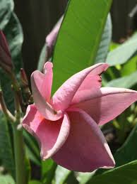 Purple Jack Plumeria 2017 Plumeria Succulents Plants
