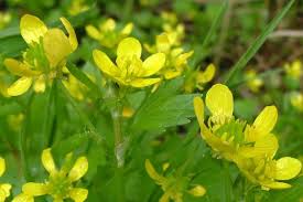 Image result for Pycreus muricatus