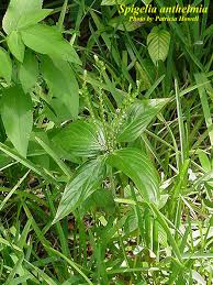 Image result for Spigelia anthelmia