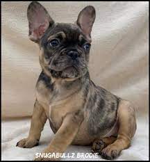 We did not find results for: Snugabullz Brodie Is A Fawn Sable Merle Carrying The Facebook