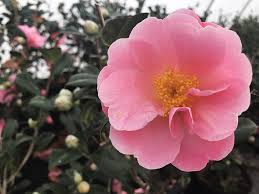 Arctic Dawn Camellia Spring Blooming Camellia With Large Coral Pink Loose Peony Flowers Vigorous Upright Slightly Pendulous G Peony Flower Coral Pink Bloom
