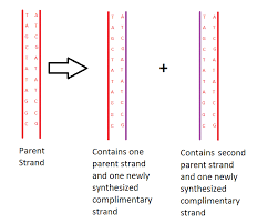 Semi Conservative Replication The School Of Biomedical Sciences Wiki