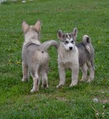 Maybe you would like to learn more about one of these? Alaskan Malamute Puppies For Sale In Waterdown Ontario Nice Pets In Canada