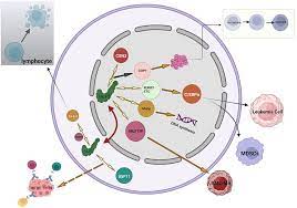 Frontiers | Myeloid leukemia factor 1: A “double-edged sword” in health and  disease