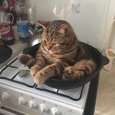 Pin On Cat