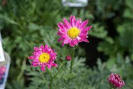 Tanacetum Coccineum Or Pyrethrum Roseum Painted Daisies Can Repel Many Bad Bugs And Browsing Animals From Surrounding Organic Insecticide Hardy Plants Plants