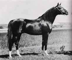 21cineplex, bioskop 21, layar kaca 21, movieon21, nonton film, nonton movie | ditonton. 11 Things You Never Knew About The Making Of The Black Stallion