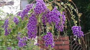 Duranta erecta 'sapphire showers' golden dewdrop grows fast and a little wild, with frilly purple flowers that attract butterflies and golden berry clusters so weighty they give the plant an appealing, weepy appearance. File Golden Dewdrop Duranta Erecta Jpg Wikimedia Commons