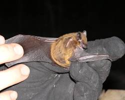 Image of Evening Bat