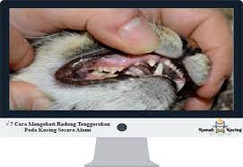 Sering sakit tenggorokan saat bekerja? 7 Cara Mengobati Radang Tenggorokan Pada Kucing Secara Alami