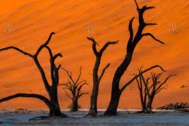 With their odd shape and thorns, as if brought by aliens, quiver trees are popular among travel photographers. Deadvlei Stock Photos Offset