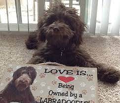 Oregon labradoodles, south lake oswego, oregon. Labradoodle Puppies For Sale Breeder Oregon Pacific Coast