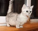 Bonniebluu Scottish Fold Munchkins aka Scottish Kilts and ...