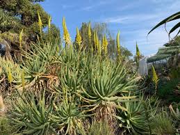Image result for Aloe lutescens