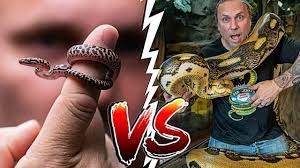 Maybe you would like to learn more about one of these? Worlds Largest Snakes Vs Smallest Snakes Brian Barczyk Youtube
