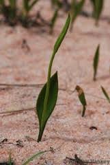 Image result for Chamaecrista fenarolii