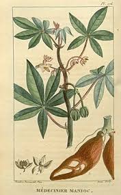 Image result for Manihot esculenta