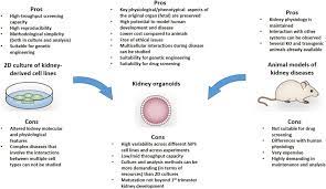 We did not find results for: Frontiers Kidney Organoids As Disease Models Strengths Weaknesses And Perspectives Physiology