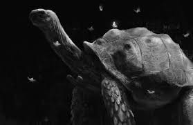 Image result for Megalochlamys