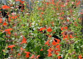 Image result for Salvia coccinea