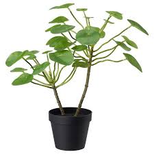 Ikea Fejka Kunstliche Topfpflanze Indoor Outdoor Pilea Products Fejka Ikea Indoor Kunstliche Kunstliche Pflanzen Im Freien Topfpflanzen Pflanzen
