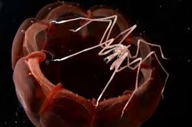 Image result for Pycnosphaera