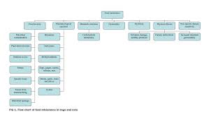 epi4dogs ibd allergies food intolerance managing epi